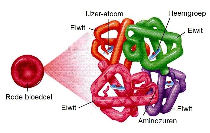 Wat Is HbA1c + Omrekentabel, Streefwaarde en 8 Diabetici Tips
