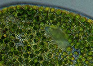 chlorella algen in een kweekvijver