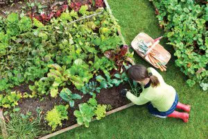 vrouw plant groenten in moestuin