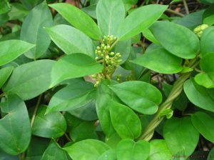 Le gymnema sylvestre est une plante aux effets coupe-faim