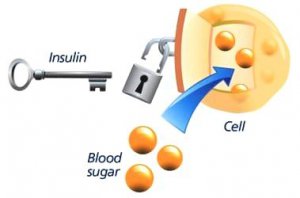 Insuline als sleutel die de deur van de cellen open zet zodat glucose binnen kan komen. 