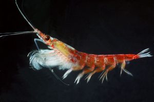 Close-up van een krill op de zeebodem