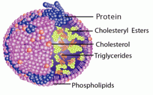 schéma lipoprotéine