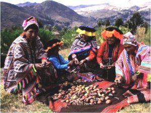 Peruaanse vrouwen in traditionele kleding dracht verzamelen maca wortels