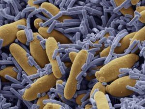 Verschillende bacteriestammen onder de microscoop