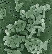 Lactobacillus bacteriën zichtbaar onder de microscoop 