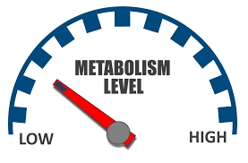 metabolisme level geïllustreerd van traag naar snel