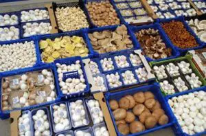 paddenstoelen ter verkoop op de markt 
