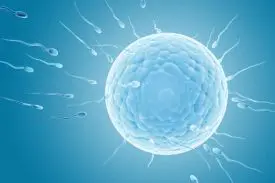 illustratie van spermacellen die zwemmen richting eicel 
