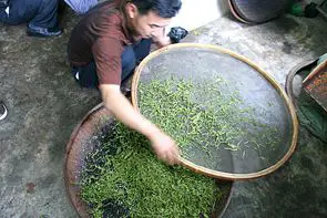 groene thee bladeren worden geoxideerd op schaal