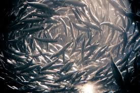 honderden vissen zwemmen een rondje in de oceaan