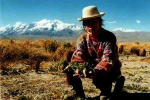 Peruaanse boer laat maca wortelen zien 